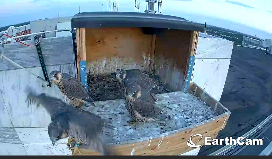 Mayo Clinic Peregrine Falcon Camera 2025